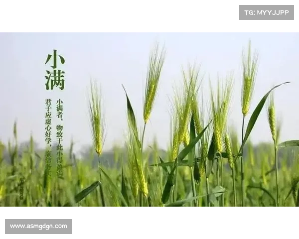 在小满节气感受大自然的丰盈与和谐之美