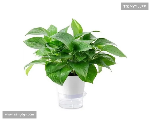 卷帘绿魔养护全攻略 五大实用技巧让你的绿植更健康 卷帘绿魔养护全攻略 五大实用技巧让你的绿植更健康