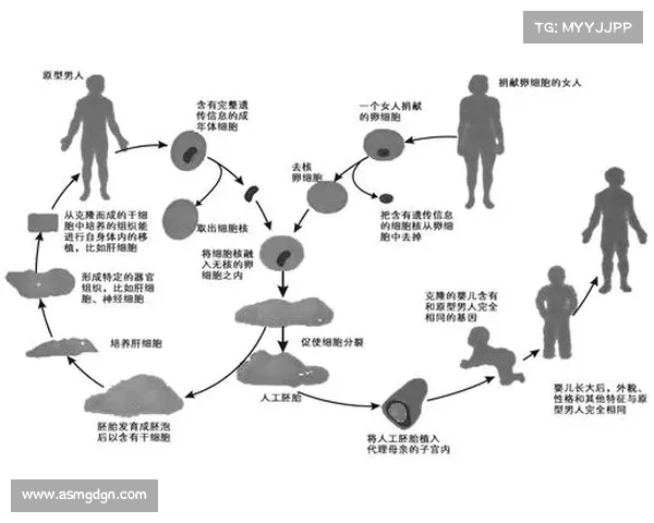 斯坦福桥及其所属组织详解与发展历程全方位指南